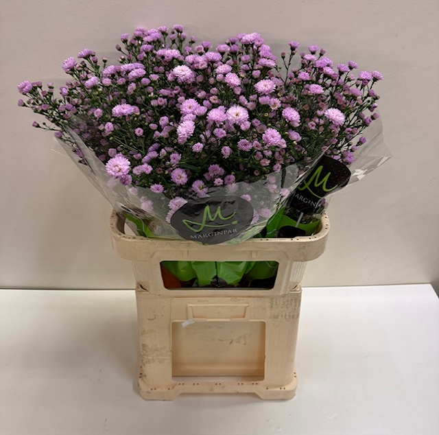 Aster double date pink.jpg